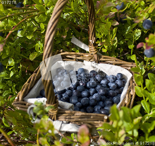 Image of Blueberry basket