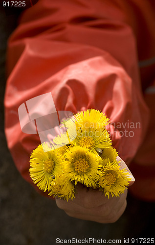 Image of Spring flowers