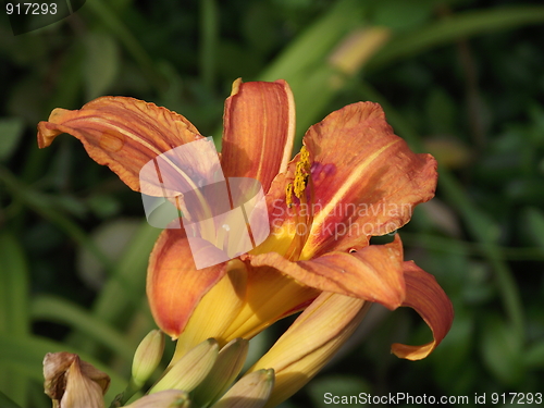 Image of Dying flower