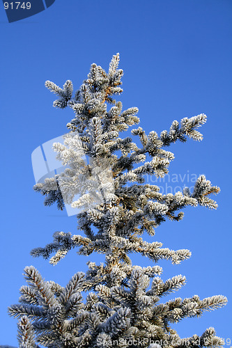 Image of fir tree