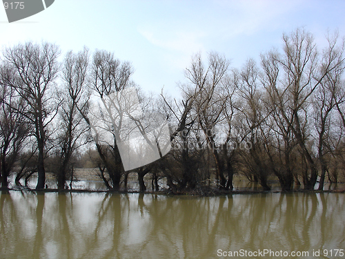 Image of Trees Reflection