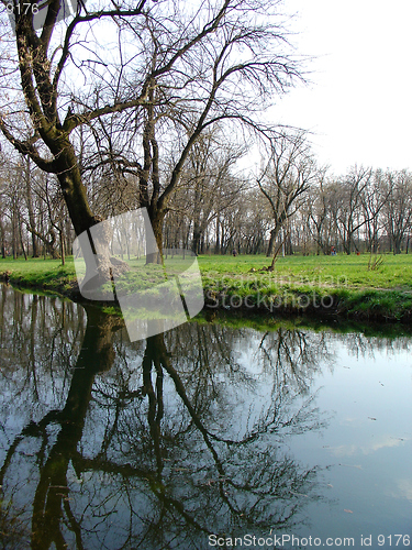 Image of Reflection Of A Tree