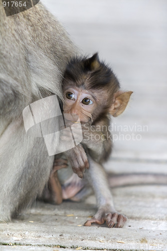 Image of Macaque monkey 