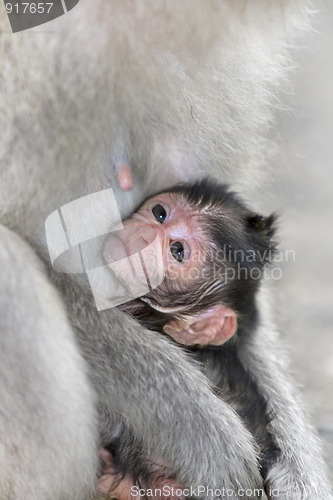 Image of Macaque monkey 