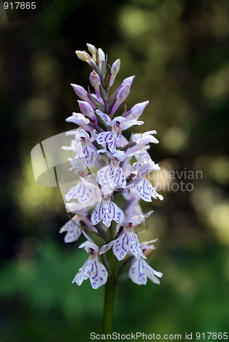 Image of Dactylorhiza maculata, Heath Spotted Orchid