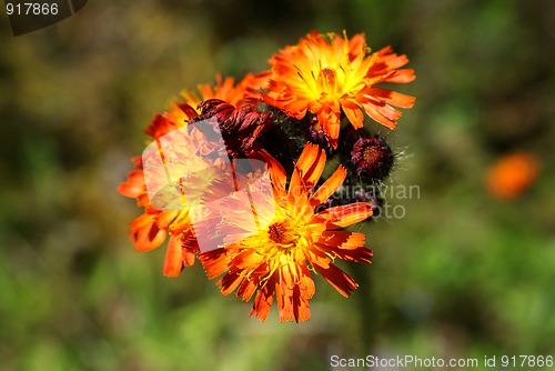 Image of Pilosella aurantiaca, Orange Hawkweed
