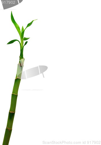 Image of Lucky Bamboo (Dracaena sanderiana)