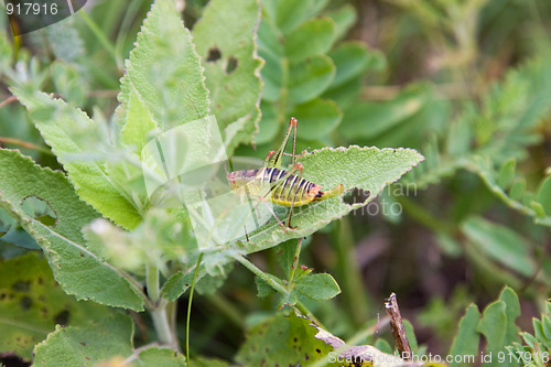 Image of striped grasshopper on a green leaf