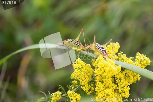 Image of Two grasshoppers on a broad blade of grass