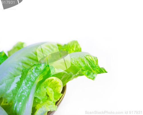 Image of  fresh lettuce