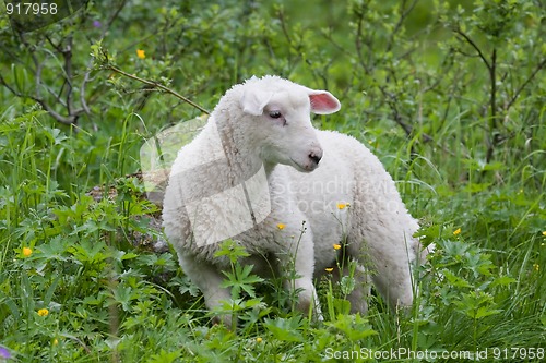 Image of lamb in green bushes