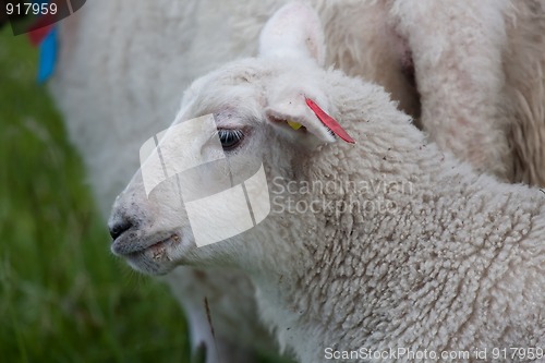 Image of lambs head
