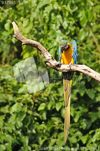 Image of Blue-and-yellow macaw