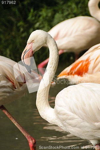 Image of Greater Flamingo