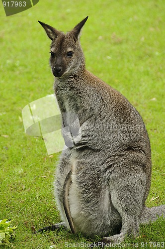 Image of Red-necked wallaby (Bennett's wallaby)