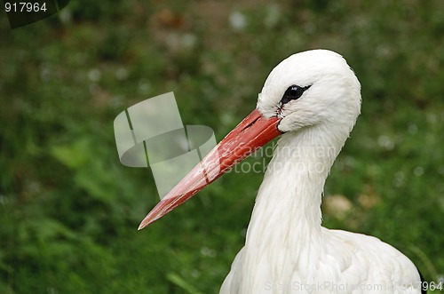 Image of White stork