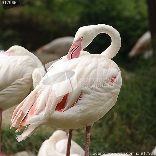 Image of White flamingo