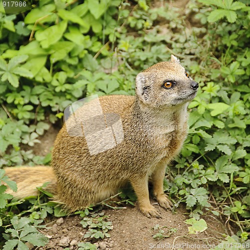 Image of Banded mongoose