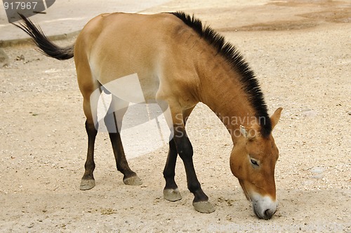 Image of Przewalski horse in captivity