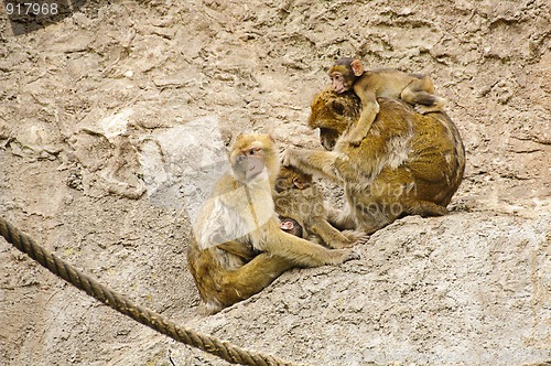 Image of Barbary macaques family