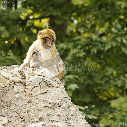 Image of Barbary macaques mother and son