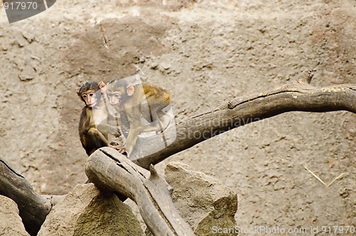 Image of Baby macaques playing