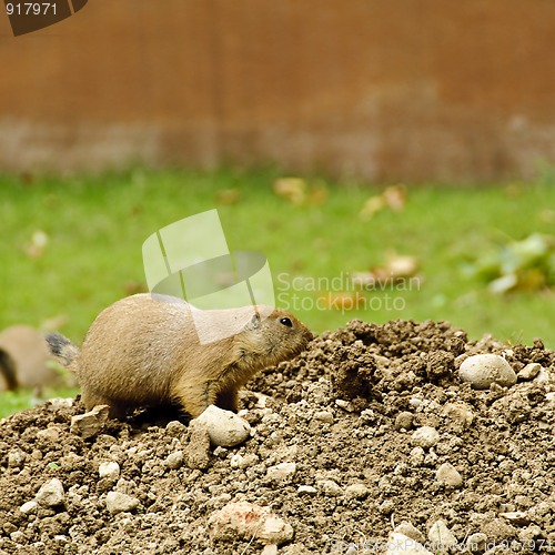 Image of Black-tailed prairie dog