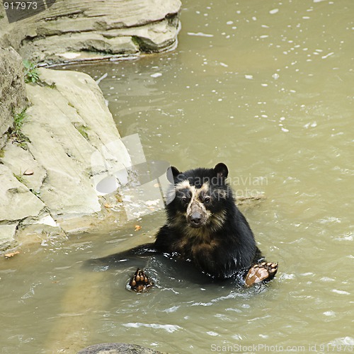 Image of Spectacled bear bathing