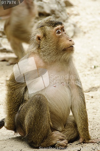 Image of Female macaque