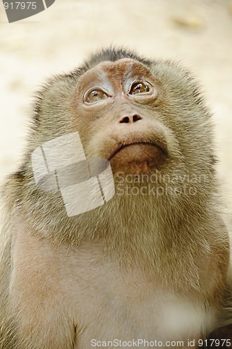 Image of Sad monkey