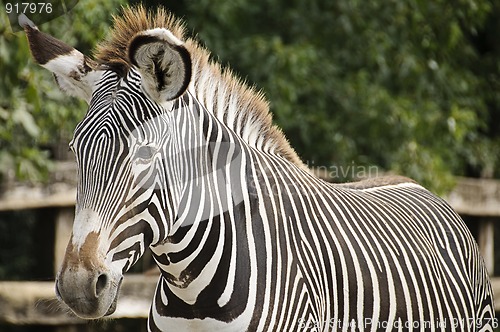 Image of Imperial zebra