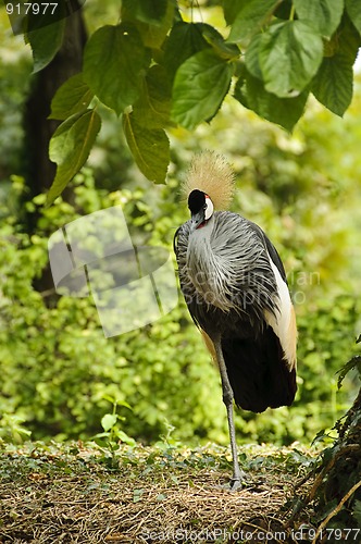 Image of Grey crowned crane