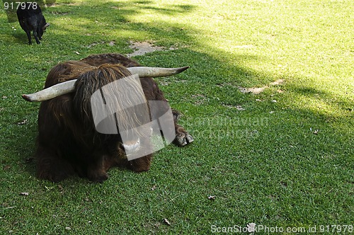 Image of Highland cow