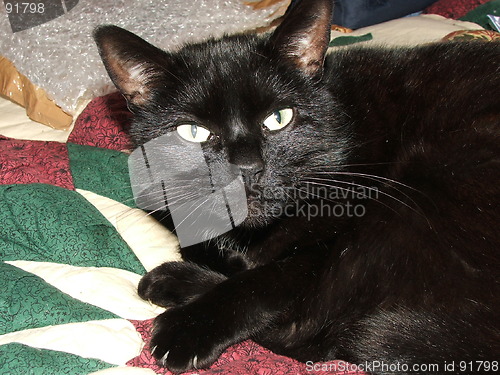 Image of Black cat