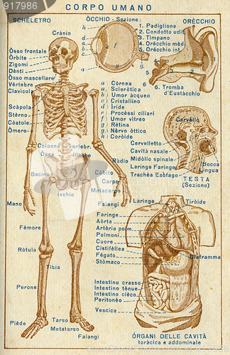 Image of Human body