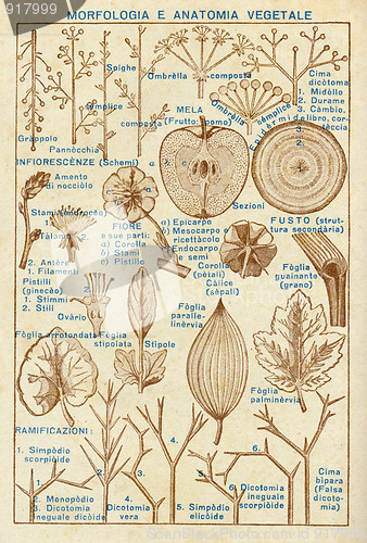 Image of Plants