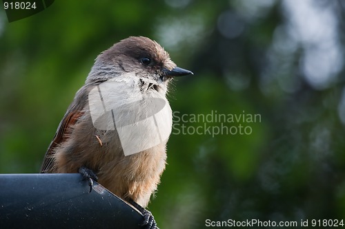 Image of Siberian jay