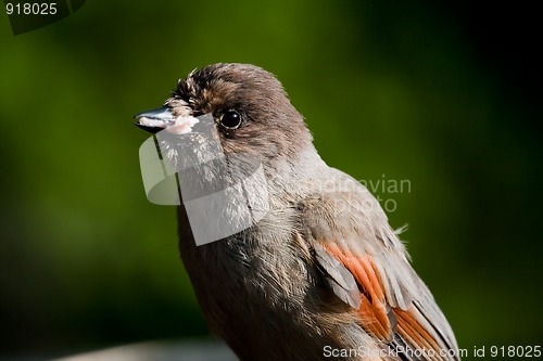 Image of Siberian jay