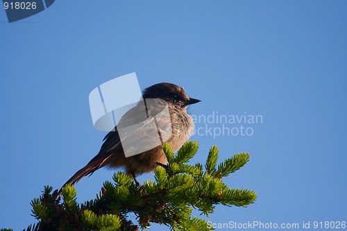 Image of Siberian jay in spruce