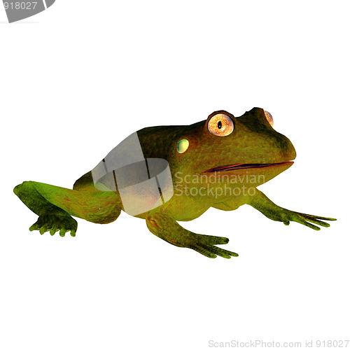 Image of Frog