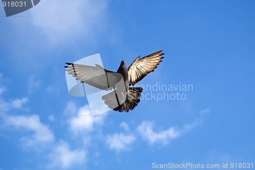 Image of Pigeon
