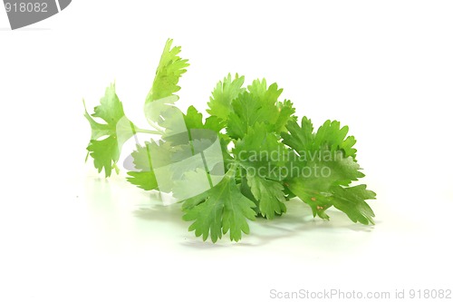 Image of Coriander