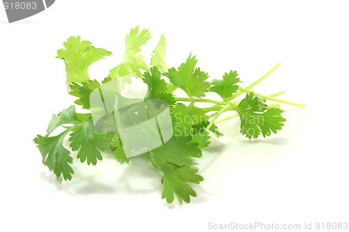 Image of Coriander