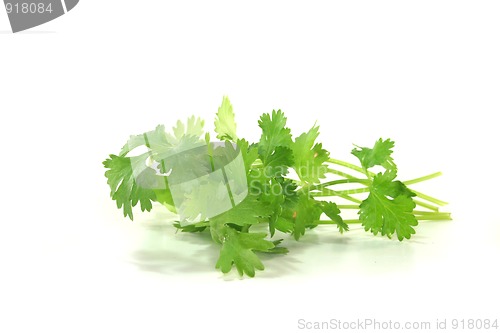 Image of Coriander