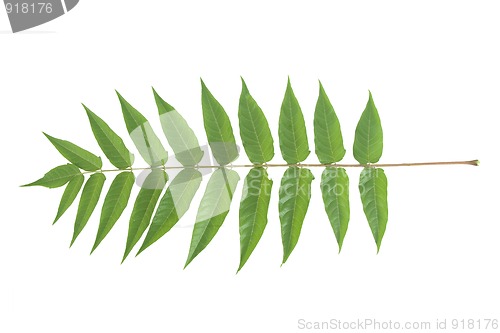 Image of front view of green leafs