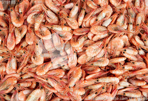 Image of New boiled shrimps