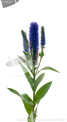 Image of Veronica flowering spikes