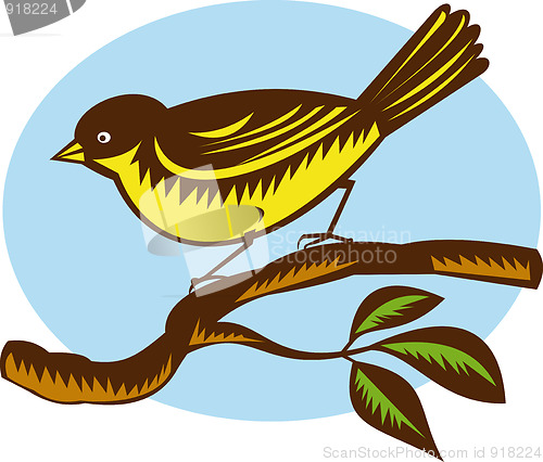 Image of New Zealand fantail bird 