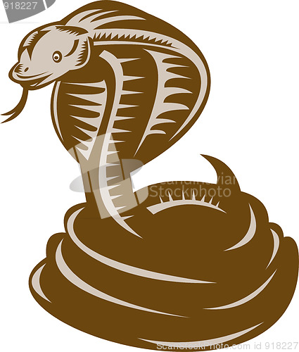 Image of king cobra  snake