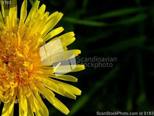 Image of Dandelion